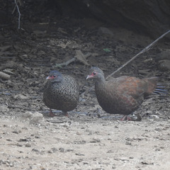 Galloperdix spadicea