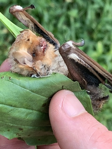 Eastern Red Bat photographed in Delaware