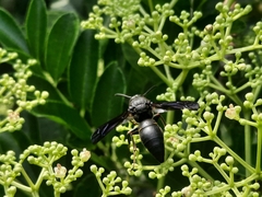 Anterhynchium flavomarginatum