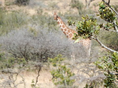 Giraffa camelopardalis reticulata