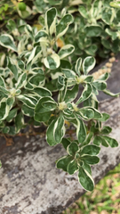 Magnoliopsida