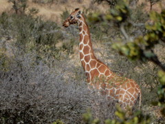 Giraffa camelopardalis reticulata