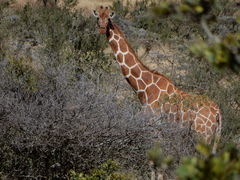 Giraffa camelopardalis reticulata