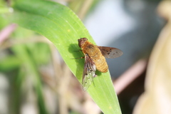 Chrysanthrax edititius