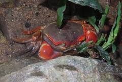 Chasmagnathus convexus