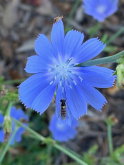 Sphaerophoria