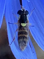 Sphaerophoria
