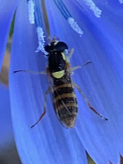 Sphaerophoria