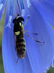 Sphaerophoria