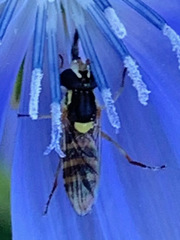 Sphaerophoria