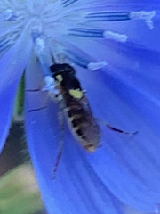 Sphaerophoria