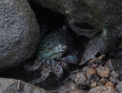 Metopograpsus quadridentatus