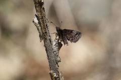 Erynnis icelus