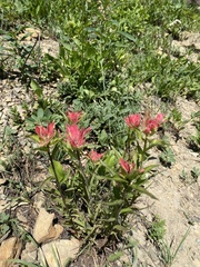 Castilleja parviflora