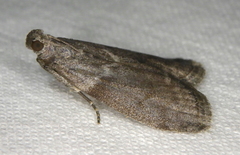 Oreana unicolorella