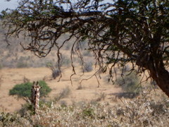 Giraffa camelopardalis reticulata
