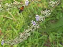 Megachile umbripennis
