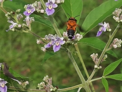 Megachile umbripennis