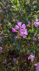 Clarkia biloba brandegeeae