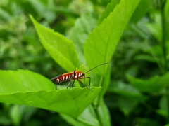 Dysdercus cingulatus