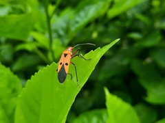 Dysdercus cingulatus