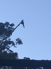 Ara macao cyanopterus