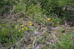 Narcissus bulbocodium