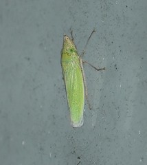 Draeculacephala floridana