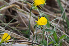 Narcissus bulbocodium