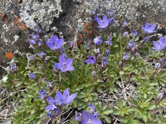 Campanula piperi