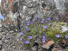 Campanula piperi