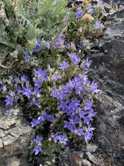 Campanula piperi