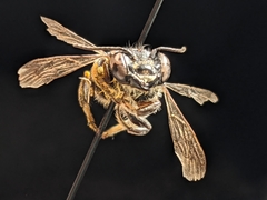 Megachile instita