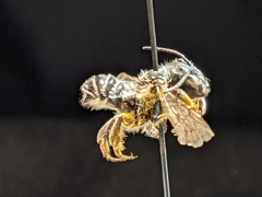 Megachile instita
