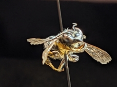 Megachile instita