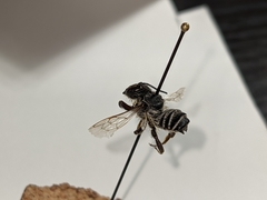 Megachile instita