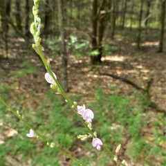 Desmodium sessilifolium