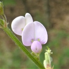 Desmodium sessilifolium