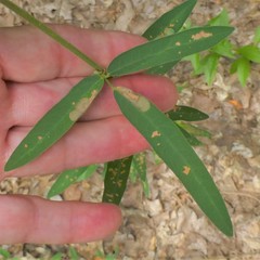 Desmodium sessilifolium