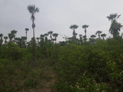 Copernicia prunifera