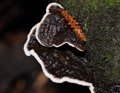 Datronia brunneoleuca