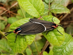 Ctenucha multifaria