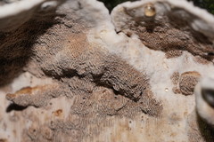 Datronia brunneoleuca