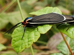 Ctenucha multifaria