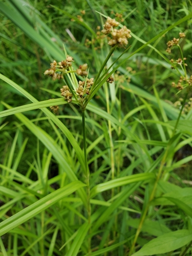 Image of Scirpus polyphyllus by (c) Tom Field, some rights reserved (CC BY)