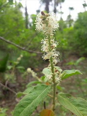 Croton heliotropiifolius