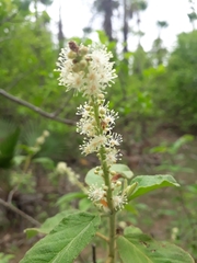Croton heliotropiifolius