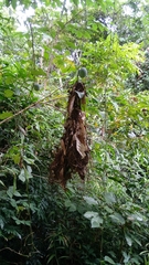 Rhynchocyclus olivaceus