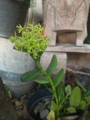Epidendrum melistagum