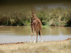 Giraffa camelopardalis reticulata